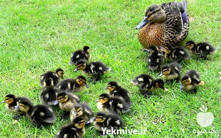فروش جوجه اردک یک روزه در تهران در گروه مرغ و خروس و بوقلمون و اردک قو قاز در یکمیوه -عکس1