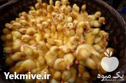 فروش جوجه اردک یک روزه در تهران در گروه مرغ و خروس و بوقلمون و اردک قو قاز در یکمیوه -عکس1