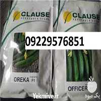 فروش عمده خیار اورکا اصل در زنجان در گروه خرید فروش عمده خیار - بوته درختی سبز مجلسی شوری خاردار چنبر اصفهان در یکمیوه