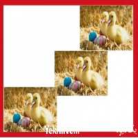 فروش اردک پکنی یک روزه در تهران در گروه مرغ و خروس و بوقلمون و اردک قو قاز در یکمیوه