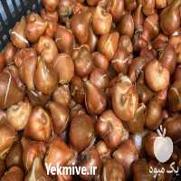 فروش پیاز گل نرگس در شهریار در گروه خرید فروش عمده گیاهان زینتی - گرمسیری آپارتمانی باغچه آب در یکمیوه