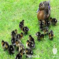 فروش جوجه اردک یک روزه در تهران در گروه مرغ و خروس و بوقلمون و اردک قو قاز در یکمیوه