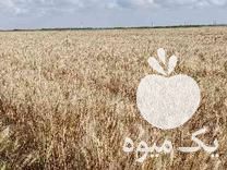 فروش گندم بذری پیشگام در نقده در گروه خرید فروش عمده گندم و جو - بلغور شیرازی فروش عمده محصول کشاورزی در یکمیوه -عکس1