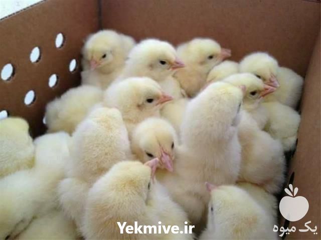 فروش میزان سود دهی پرورش مرغ گوشتی در تهران در گروه مرغ و خروس و بوقلمون و اردک قو قاز در یکمیوه -عکس1