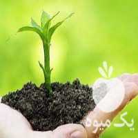 فروش کلات آهن و منیزیم در تهران در گروه خرید فروش کود و مواد شیمیایی - اوره پتاس مرغی کمپوست آهن در یکمیوه