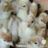 فروش جوجه بوقلمون بیوتی گوشتی 1 روزه در تهران در گروه مرغ و خروس و بوقلمون و اردک قو قاز در یکمیوه
