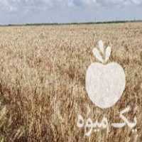فروش گندم بذری پیشگام در نقده در گروه خرید فروش عمده گندم و جو - بلغور شیرازی فروش عمده محصول کشاورزی در یکمیوه