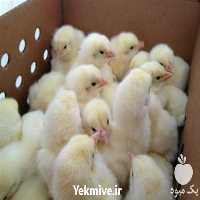 فروش میزان سود دهی پرورش مرغ گوشتی در تهران در گروه مرغ و خروس و بوقلمون و اردک قو قاز در یکمیوه