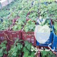 فروش نهال پالونیا هیبرید فضای سبز در شیراز در گروه خرید فروش نهال - انواع گردو پسته بادام سلطانی انگور در یکمیوه