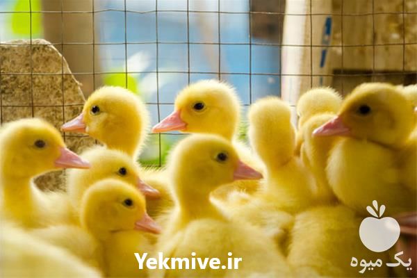 فروش اردک یک روزه در تهران در گروه مرغ و خروس و بوقلمون و اردک قو قاز در یکمیوه -عکس1