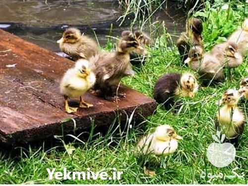 فروش جوجه اردک یک روزه  در تهران در گروه مرغ و خروس و بوقلمون و اردک قو قاز در یکمیوه -عکس1