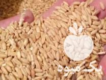 فروش گندم دیم  در نهاوند در گروه خرید فروش عمده گندم و جو - بلغور شیرازی فروش عمده محصول کشاورزی در یکمیوه -عکس1