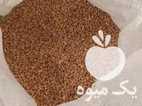 فروش گندم آبی مخصوص بذر در بروجرد در گروه خرید فروش بذر - انواع محصول کشاورزی گوجه کتان میوه درخت در یکمیوه -عکس1
