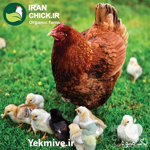 فروش مرغ خروس و نیمچه در تهران در گروه مرغ و خروس و بوقلمون و اردک قو قاز در یکمیوه -عکس1