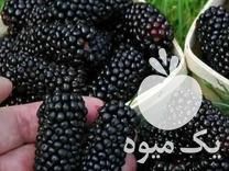 فروش نهال گردو سردسیری در سرپل ذهاب در گروه خرید فروش نهال - انواع گردو پسته بادام سلطانی انگور در یکمیوه -عکس1