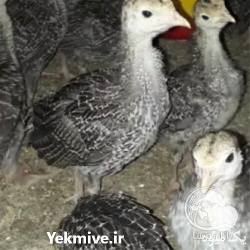 فروش بوقلمون فوق سنگین در تهران در گروه انواع تخم ها - مرغ بوقلمون پرنده عمده کشاورزی در یکمیوه -عکس1