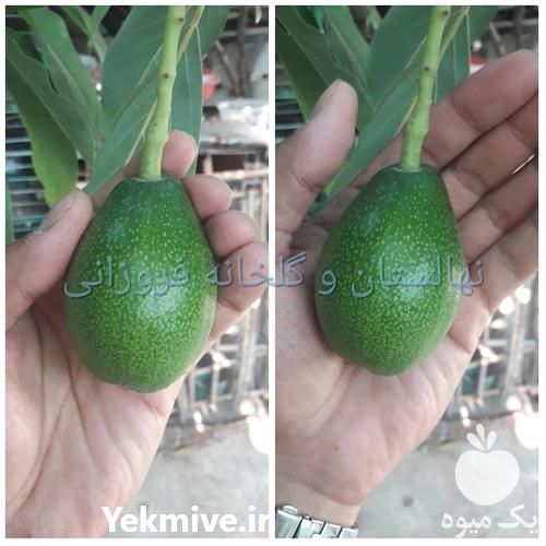 فروش عرضه نهال لاکچری آووکادو گلدانی  در تهران در گروه خرید فروش نهال - انواع گردو پسته بادام سلطانی انگور در یکمیوه -عکس1