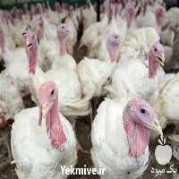 فروش جوجه بوقلمون بیوتی در تهران در گروه مرغ و خروس و بوقلمون و اردک قو قاز در یکمیوه