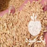 فروش گندم دیم  در نهاوند در گروه خرید فروش عمده گندم و جو - بلغور شیرازی فروش عمده محصول کشاورزی در یکمیوه