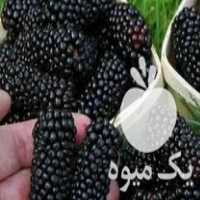 فروش نهال گردو سردسیری در سرپل ذهاب در گروه خرید فروش نهال - انواع گردو پسته بادام سلطانی انگور در یکمیوه