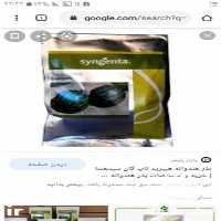 فروش بذر تاپگان هیبرید در اصفهان در گروه خرید فروش بذر - انواع محصول کشاورزی گوجه کتان میوه درخت در یکمیوه
