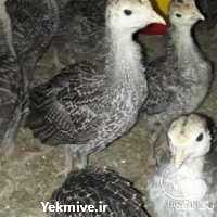 فروش بوقلمون فوق سنگین در تهران در گروه انواع تخم ها - مرغ بوقلمون پرنده عمده کشاورزی در یکمیوه