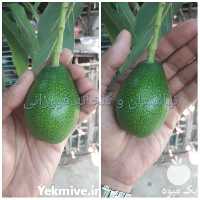 فروش عرضه نهال لاکچری آووکادو گلدانی  در تهران در گروه خرید فروش نهال - انواع گردو پسته بادام سلطانی انگور در یکمیوه