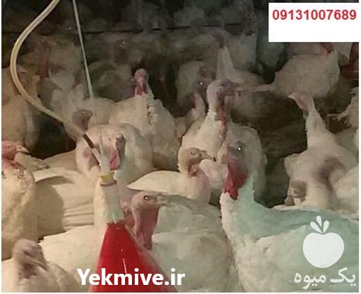 فروش جوجه بوقلمون بیوتی در اردبیل در گروه مرغ و خروس و بوقلمون و اردک قو قاز در یکمیوه -عکس1