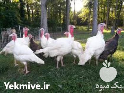 خرید و فروش بوقلمون بیوتی در تهران در گروه مرغ و خروس و بوقلمون و اردک قو قاز در یکمیوه -عکس1