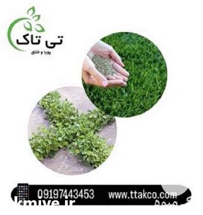 فروش بذر چمن دایکوندرا  در تهران در گروه خرید فروش بذر - انواع محصول کشاورزی گوجه کتان میوه درخت در یکمیوه -عکس1