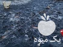 فروش ماهی قزل آلا از پرورش تا مصرف در تبریز در گروه ماهی قزل آلا - سالمون خال قرمز خرید و فروش دریا پرورشی در یکمیوه -عکس1