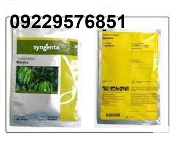 بذر هندوانه باراکا اصل در خراسان شمالی در گروه خرید فروش عمده هندوانه - صادراتی گرد بیضی زرد قرمز در یکمیوه -عکس1