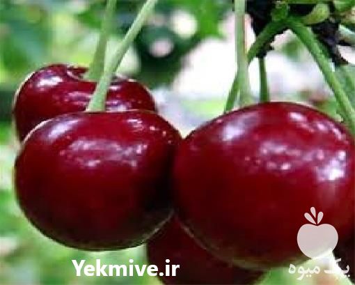 فروش نهال گیلاس تک دانه در گیلان در گروه خرید فروش نهال - انواع گردو پسته بادام سلطانی انگور در یکمیوه -عکس1