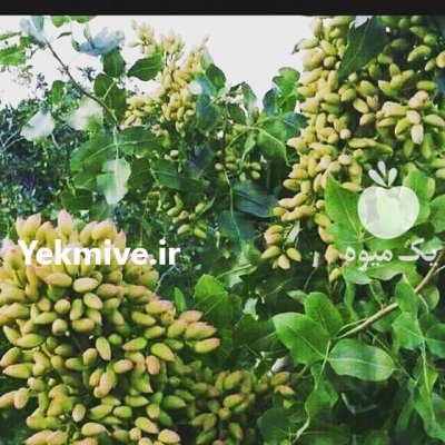 فروش انواع چاه دربست کشاورزی در شریف آباد در گروه سایر ملک و زمین روستایی کشاورزی دامداری در یکمیوه -عکس1