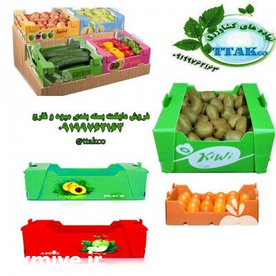 تی تاک فروش تجهیزات پرورش قارچ در تهران در گروه خرید فروش بذر - انواع محصول کشاورزی گوجه کتان میوه درخت در یکمیوه -عکس1