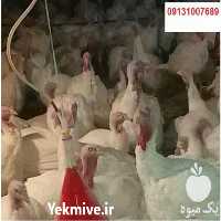 فروش جوجه بوقلمون بیوتی در اردبیل در گروه مرغ و خروس و بوقلمون و اردک قو قاز در یکمیوه