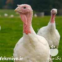 خرید بوقلمون زنده در تهران در گروه مرغ و خروس و بوقلمون و اردک قو قاز در یکمیوه