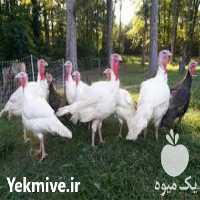 خرید و فروش بوقلمون بیوتی در تهران در گروه مرغ و خروس و بوقلمون و اردک قو قاز در یکمیوه