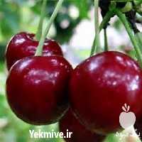 فروش نهال گیلاس تک دانه در گیلان در گروه خرید فروش نهال - انواع گردو پسته بادام سلطانی انگور در یکمیوه