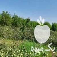 خریدار هر نوع چوب برشی در مهاباد در گروه خرید فروش عمده چوب- زغال چوب گردو تبریزی خام در یکمیوه