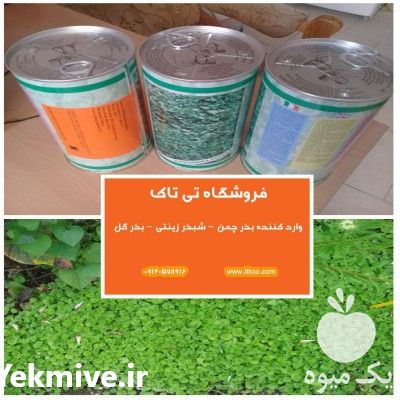 فروش بذر شبدر دایکوندرا در تهران در گروه خرید فروش بذر - انواع محصول کشاورزی گوجه کتان میوه درخت در یکمیوه -عکس1