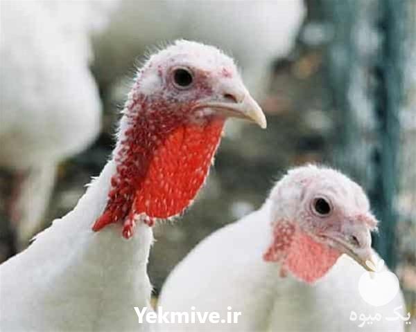 فروش جوجه بوقلمون بیوتی یک روزه در تهران در گروه مرغ و خروس و بوقلمون و اردک قو قاز در یکمیوه -عکس1