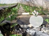 فروش بوته توت فرنگی در بهنمیر در گروه خرید فروش نهال - انواع گردو پسته بادام سلطانی انگور در یکمیوه -عکس1