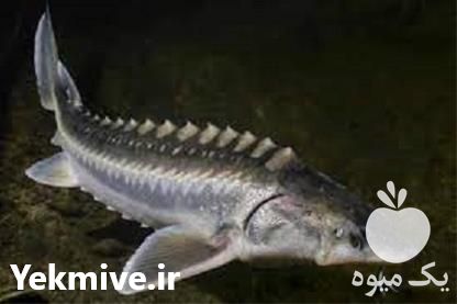 فروش دوره آموزش پرورش ماهی خاویاری در تهران در گروه مشاوره - راه اندازی بازاریابی کسب درآمد بهبود کسب و کار در یکمیوه -عکس1