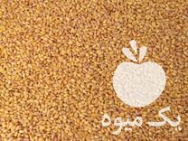 فروش گندم پیشگام بوجار شده در بجنورد در گروه خرید فروش عمده گندم و جو - بلغور شیرازی فروش عمده محصول کشاورزی در یکمیوه -عکس1