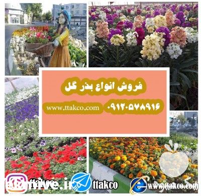 فروش بذر گل برای شهرداری ها در تهران در گروه خرید فروش بذر - انواع محصول کشاورزی گوجه کتان میوه درخت در یکمیوه -عکس1