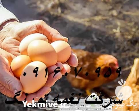 فروش و قیمت جوجه مرغ تخم گذار در تهران در گروه مرغ و خروس و بوقلمون و اردک قو قاز در یکمیوه -عکس1