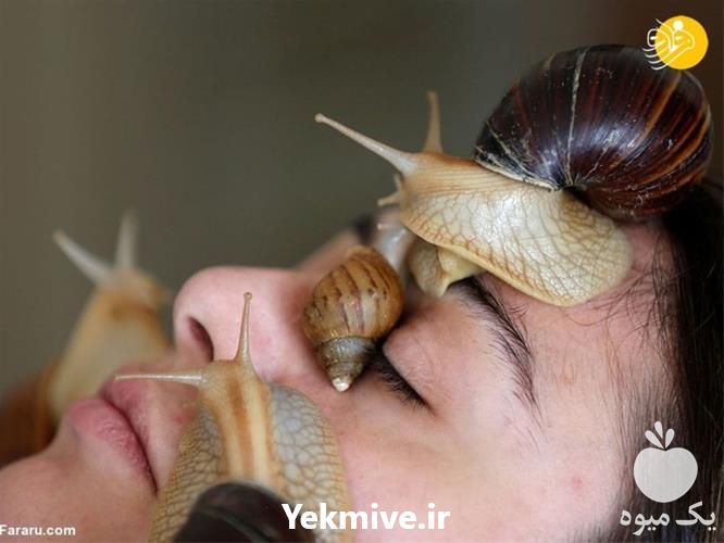 فروش آموزش پرورش حلزون با مدرک معتبر در تهران در گروه خرید فروش عمده موز - زرد سبز پاکستان چیکیتا اکوادوور در یکمیوه -عکس1