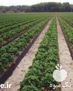 فروش کود و سولفات در تهران در گروه خرید فروش کود و مواد شیمیایی - اوره پتاس مرغی کمپوست آهن در یکمیوه -عکس1