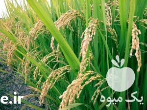 فروش مواد ضروری گیاه در تهران در گروه خرید فروش کود و مواد شیمیایی - اوره پتاس مرغی کمپوست آهن در یکمیوه -عکس1